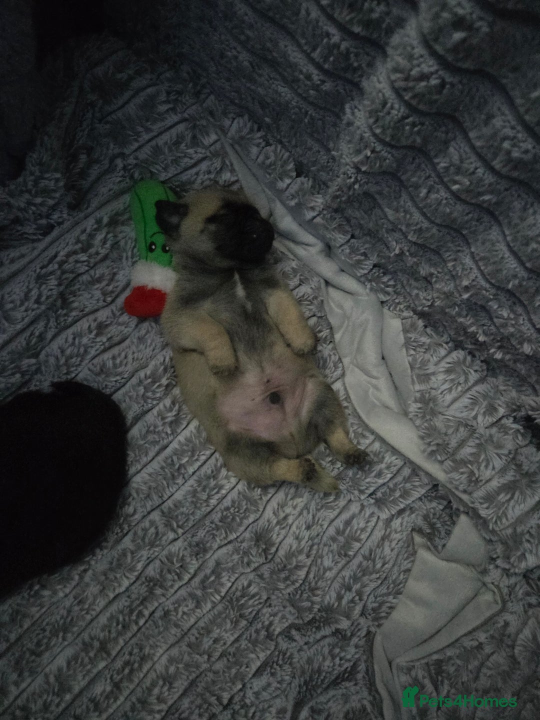 Pug dogs for sale: X2 beautiful male pugs - Image 5