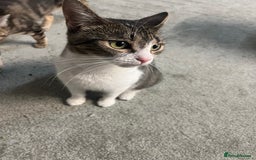 British Shorthair cats for sale: Wonderful cat family looking for a new home! 🐱 - Image 2