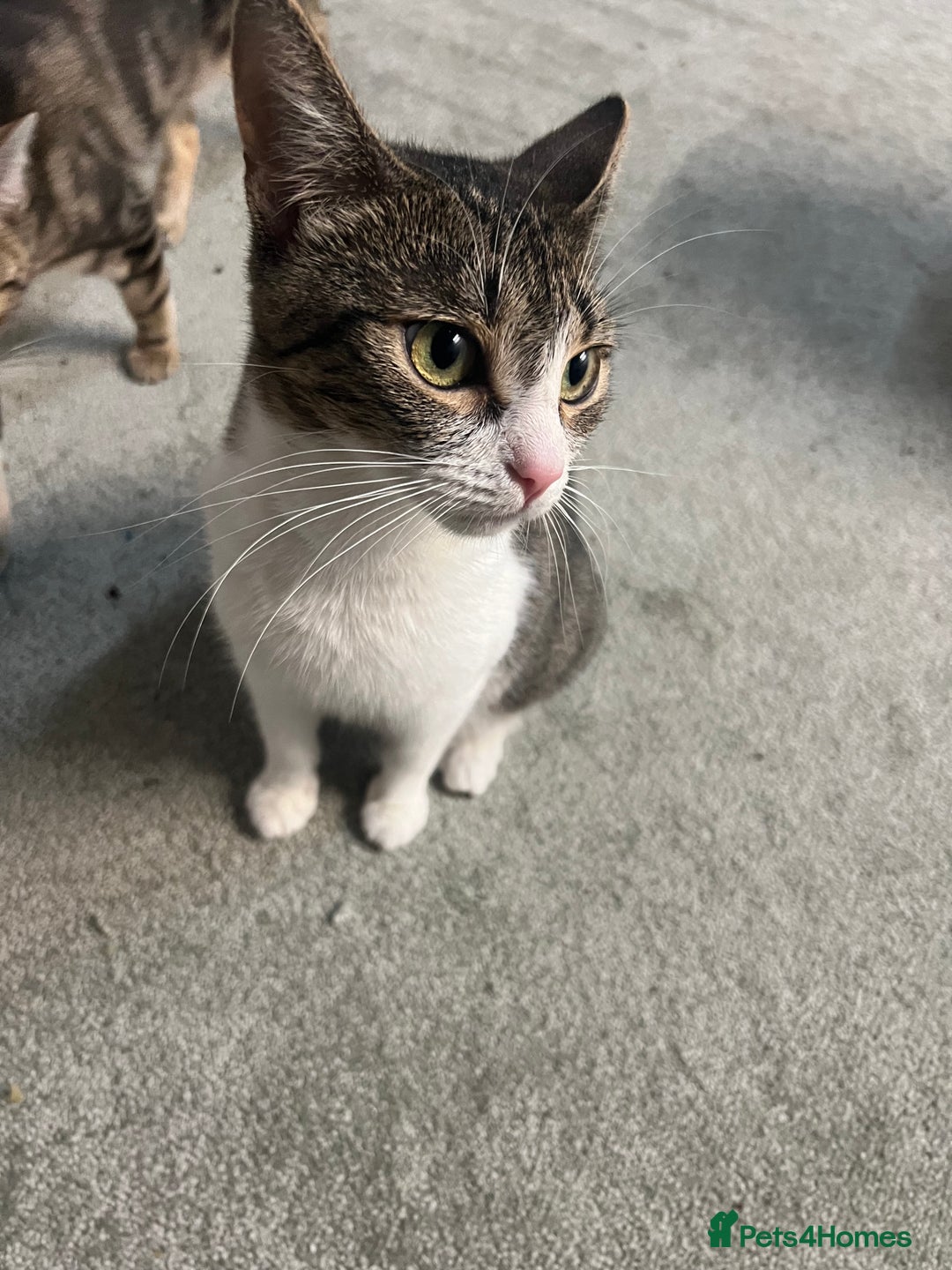 British Shorthair cats for sale: Wonderful cat family looking for a new home! 🐱 - Image 2