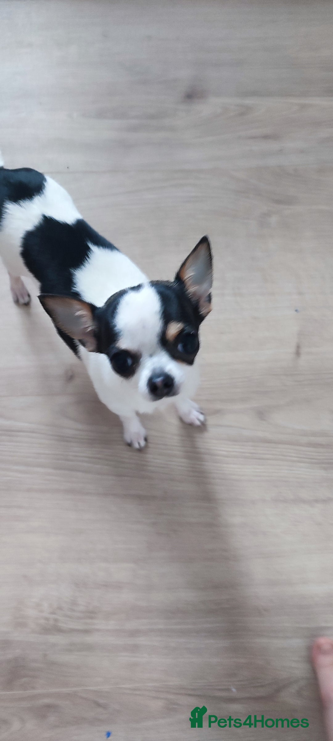 Chihuahua dogs for sale:  Tiny dog chihuahua - Advert 5