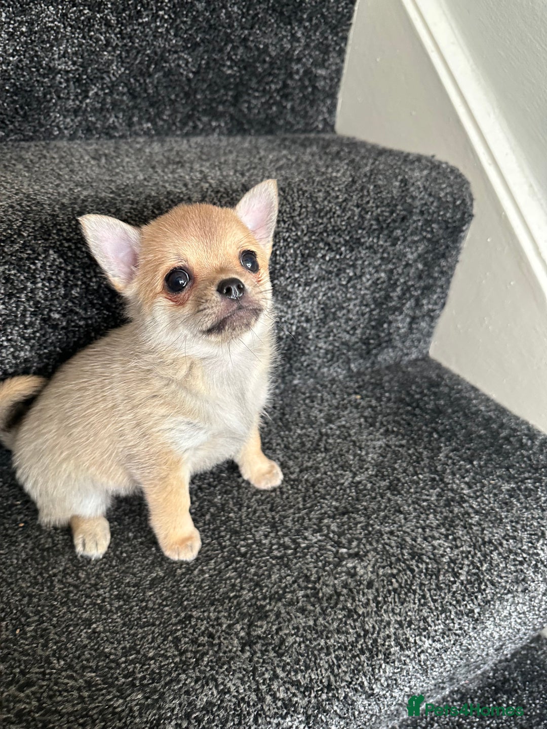 Pomchi dogs for sale: Tiny Pomchi - Image 13