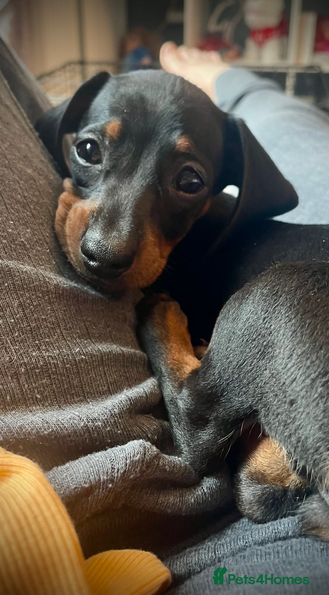 Dachshund dogs for sale: 8 month female pup needing a loving home  - Advert 10