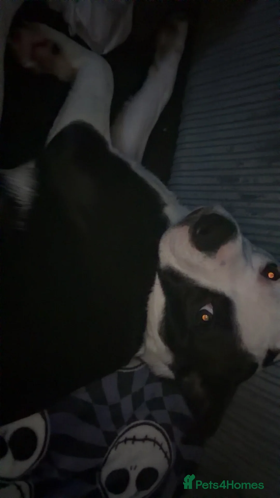 Mixed Breed dogs for sale: Male puppy - Advert 8