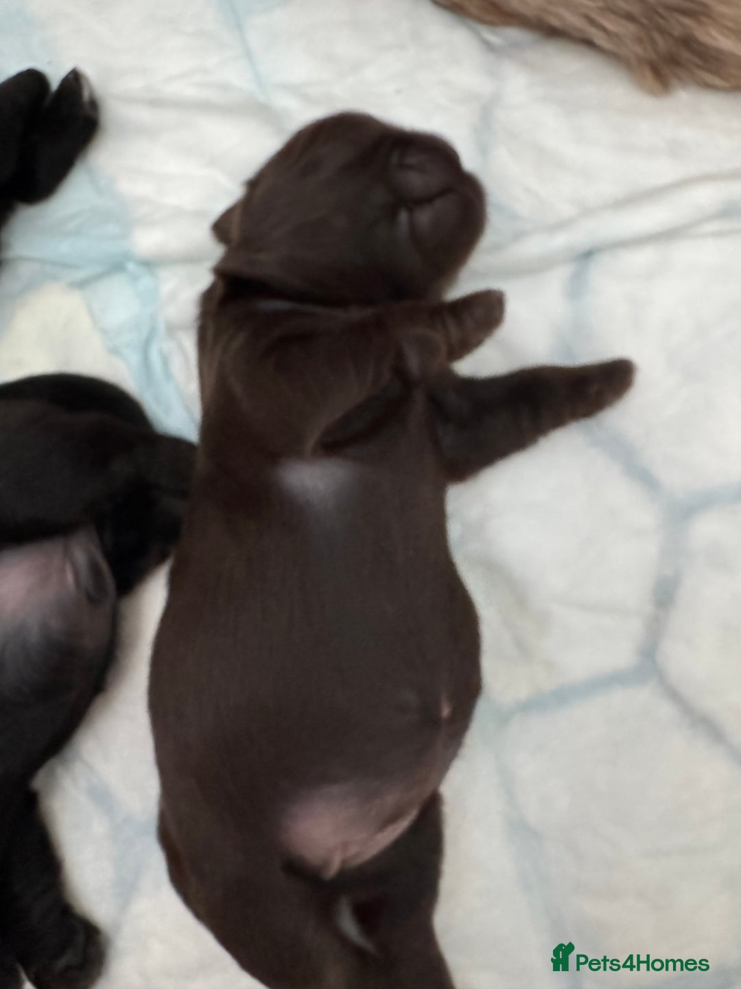 Shih Tzu dogs for sale: ✨ Exceptional Shih Tzu Puppies – Available✨ - Advert 7