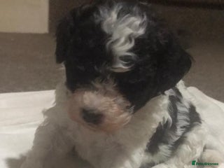 Shihpoo dogs Stunning shipoo f1b puppies - Advert 4