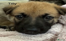 Mixed Breed dogs for sale: Beautiful Inca & handsome Nanuq PUPDATE x4 - Image 22