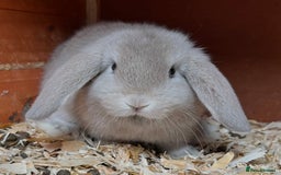 Mini Lop rabbits for sale: Gorgeous mini lops ready now! - Advert 20