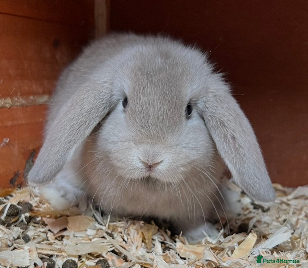 Mini Lop rabbits for sale: Gorgeous mini lops ready now! - Advert 20