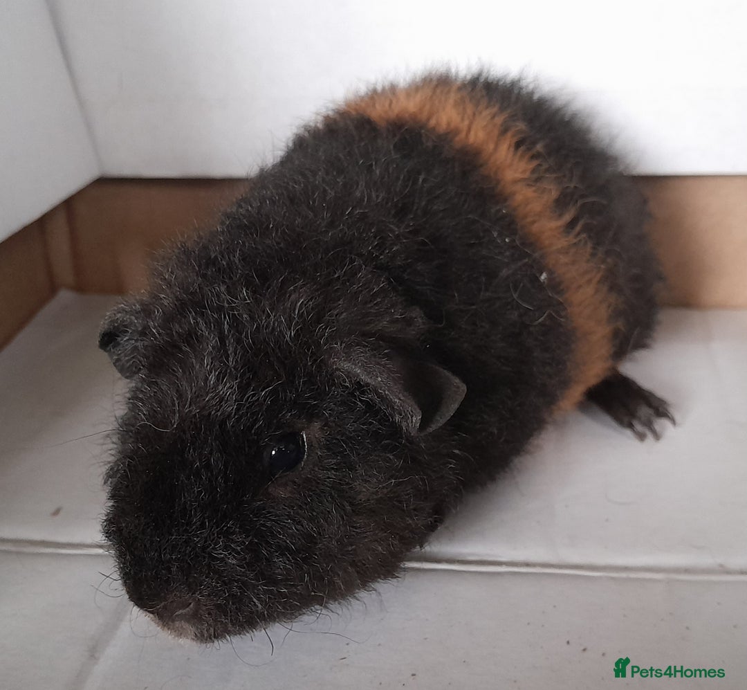 Gallery Image {{count}}