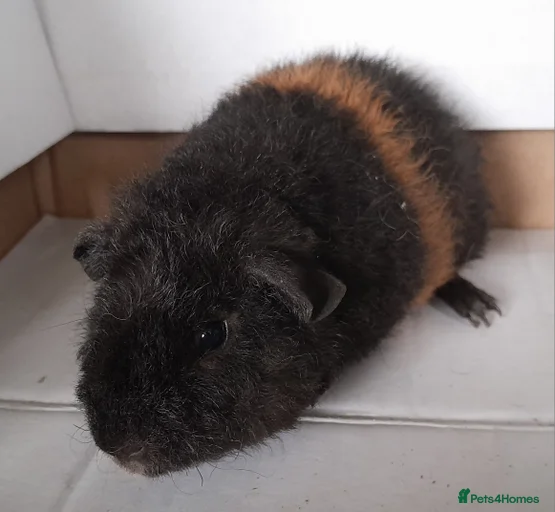 Gallery Image {{count}}