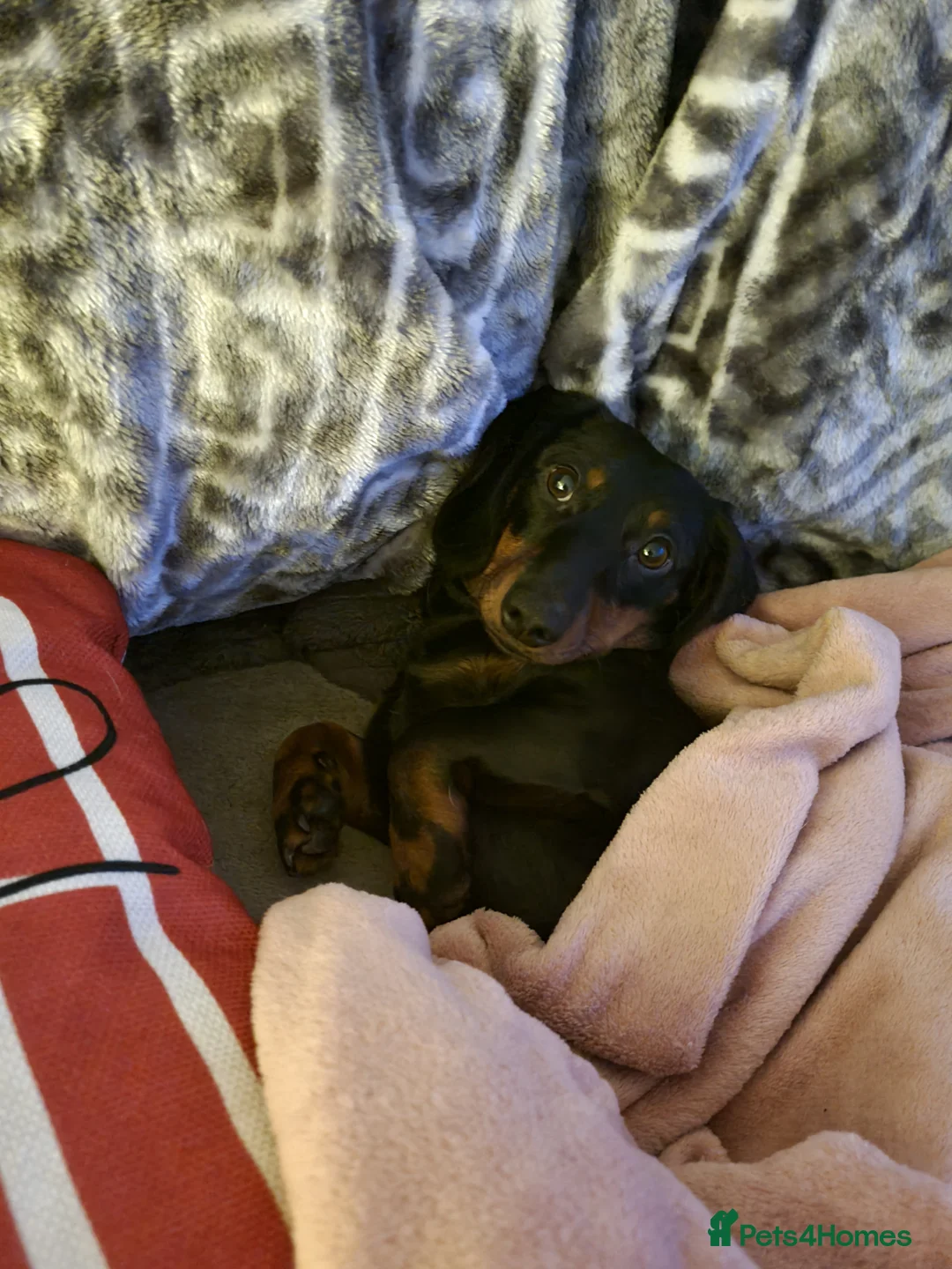 Miniature Dachshund dogs for sale: 9 months old miniature dachshund  - Advert 3