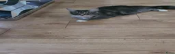 Mixed Breed cats for sale: Nameless - Advert 9