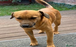 Mixed Breed dogs for adoption: Cute Marshall looking for LOVE - Image 8