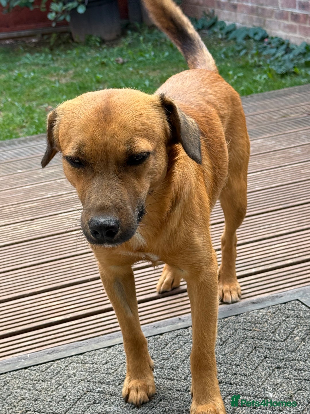 Mixed Breed dogs for adoption: Cute Marshall looking for LOVE - Image 8