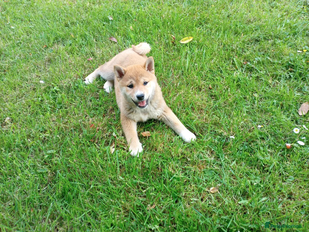 Japanese Shiba Inu dogs for sale: Japanese shiba inu puppies for sale, KC.reg  - Advert 7