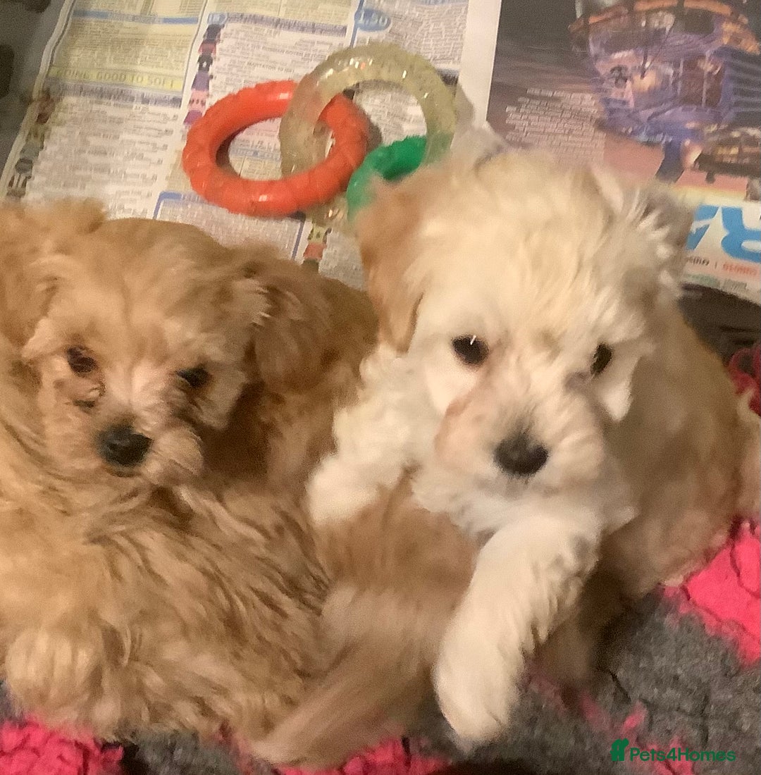 Maltipoo dogs for sale: MALTIPOO. Korean Maltese x Toy poodle.  4 boys - Image 8
