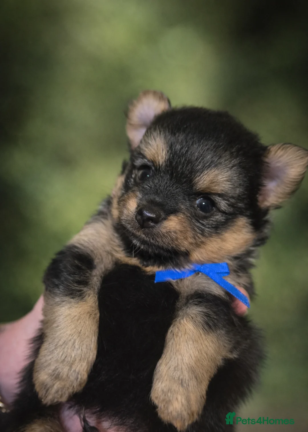 Mixed Breed dogs for sale: TINY yorkie x minature pom puppies - Advert 11