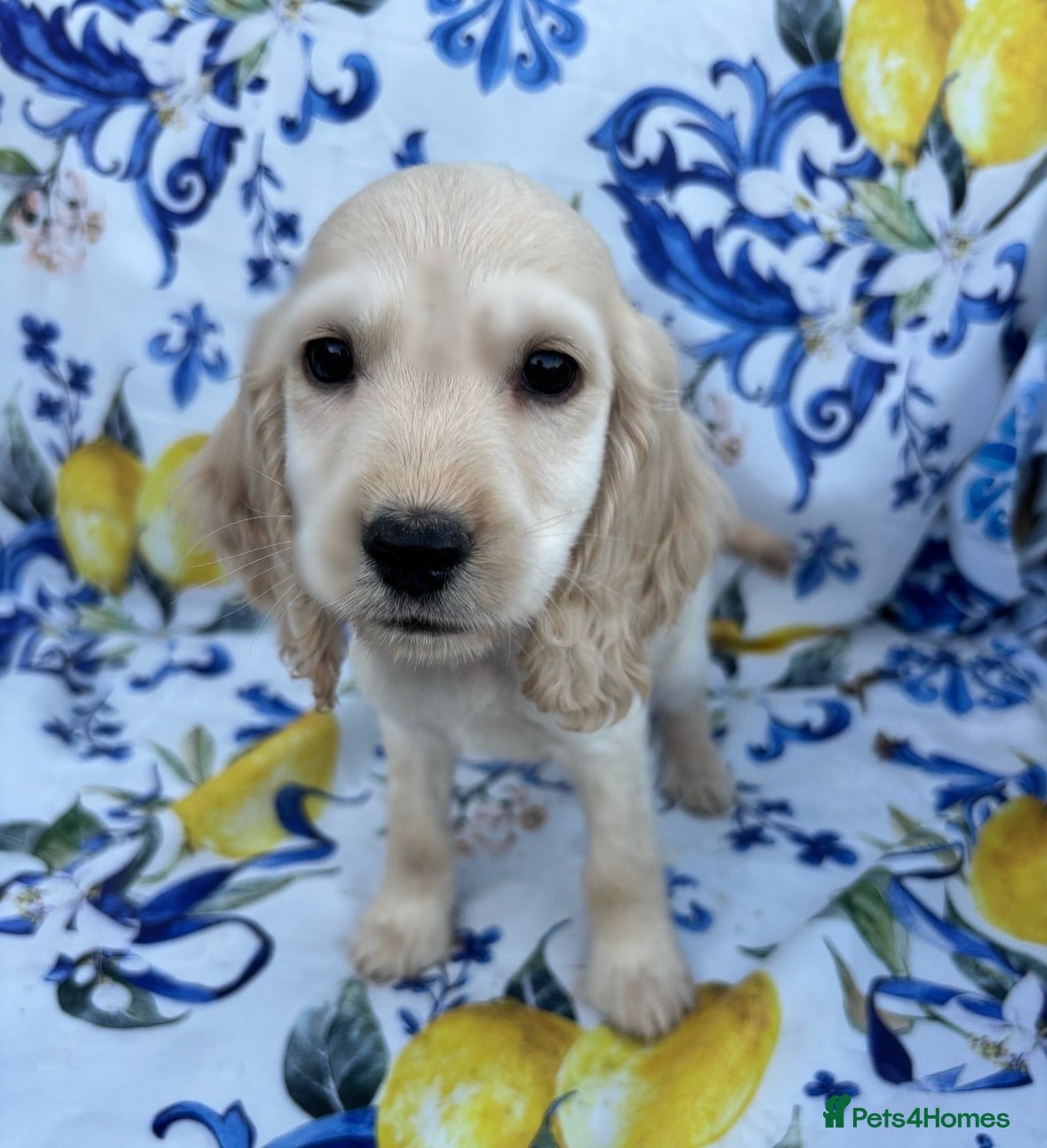 Cocker Spaniel dogs Beautiful show spaniels for sale  - Advert 1