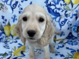 Cocker Spaniel dogs Beautiful show spaniels for sale - Advert 5