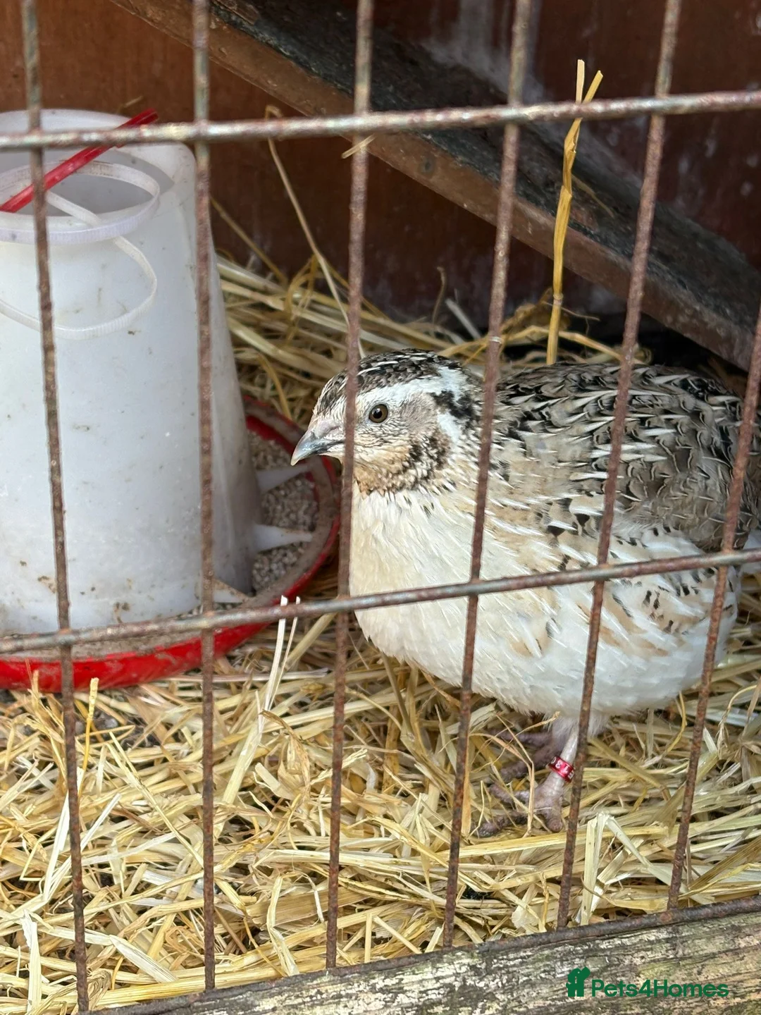 Quail poultry for sale: Coturnix quail - Advert 1
