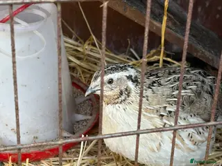 Quail poultry Coturnix quail - Advert 6