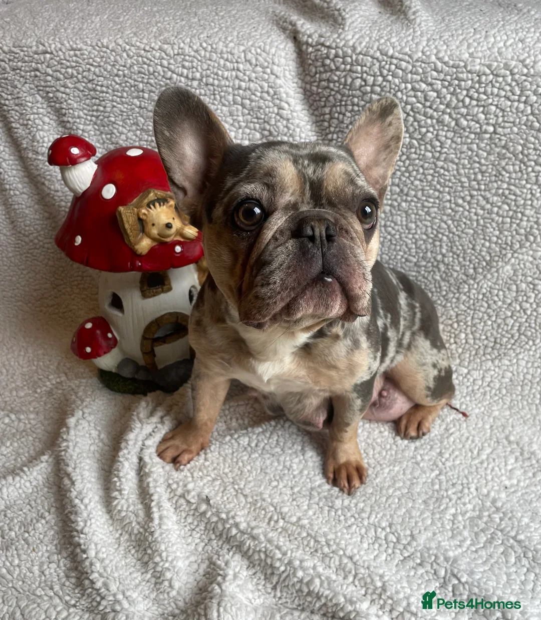French Bulldog dogs for sale: Husky Fluffy Frenchies 🐶  - Advert 2