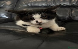 Domestic Shorthair cats for sale: Kitten for sale  - Image 1