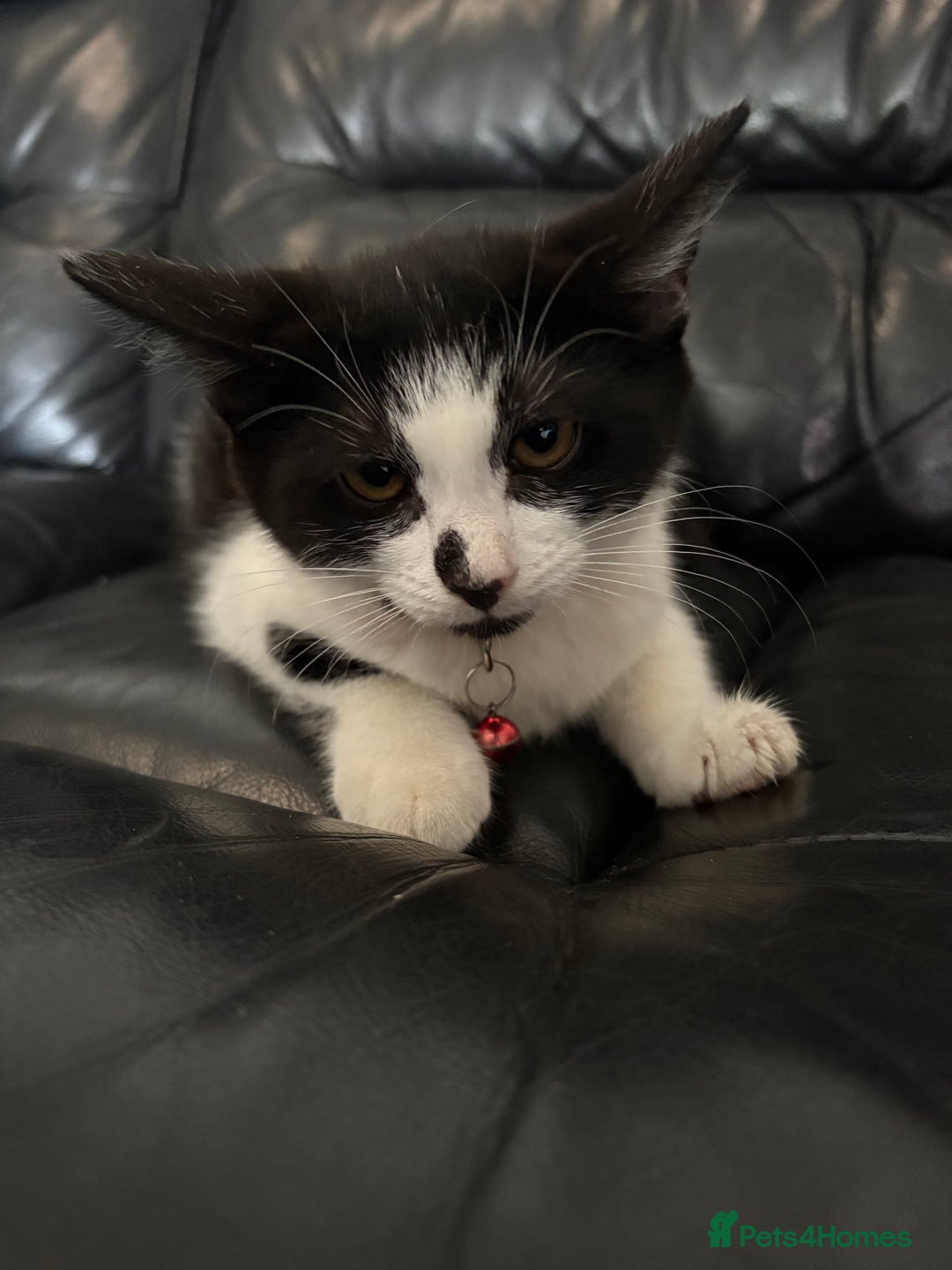 Domestic Shorthair cats for sale: Kitten for sale  - Image 1
