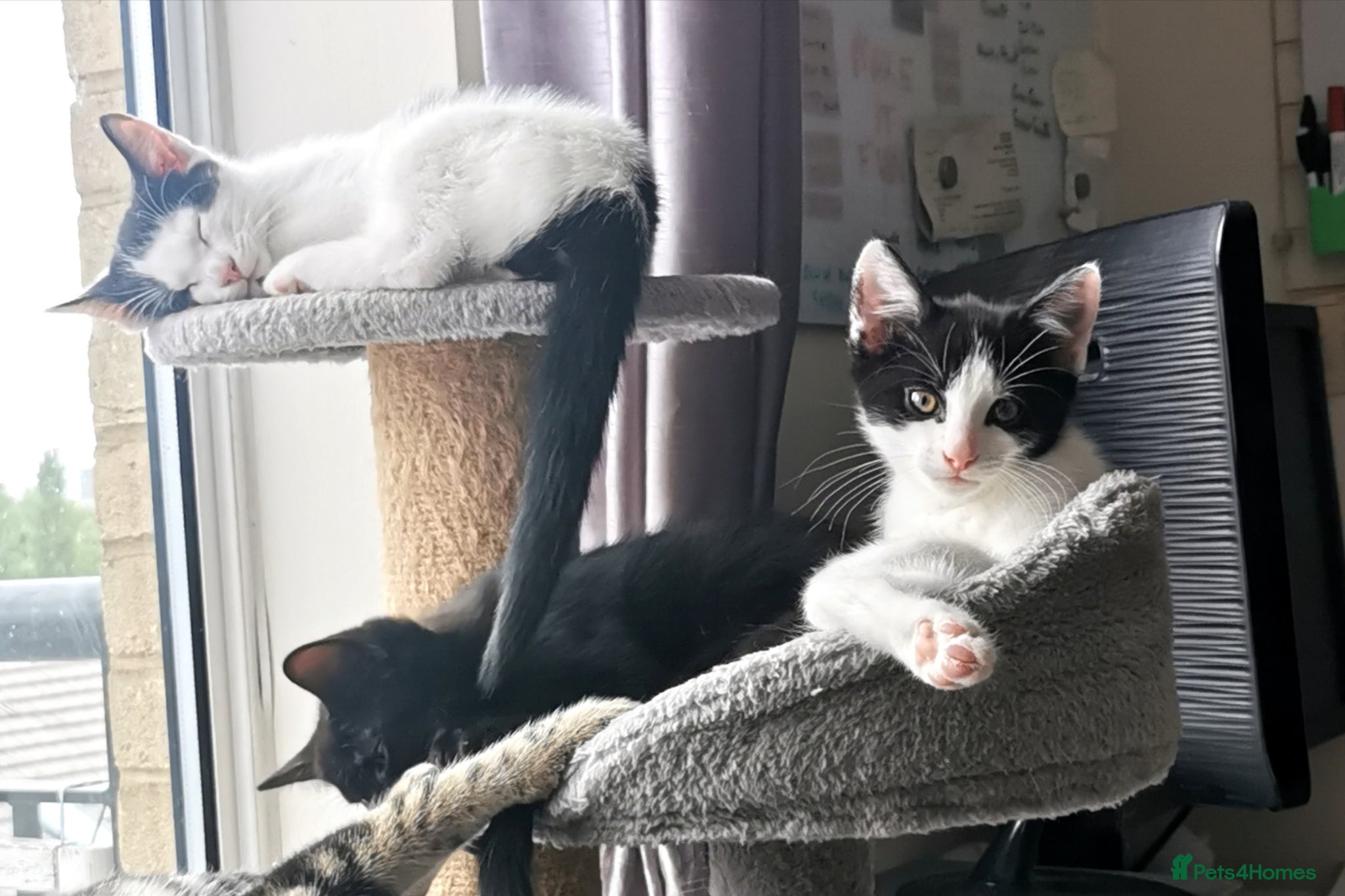 Mixed Breed cats for sale: Gorgeous, sweet natured & very playful kittens in London - Advert 29