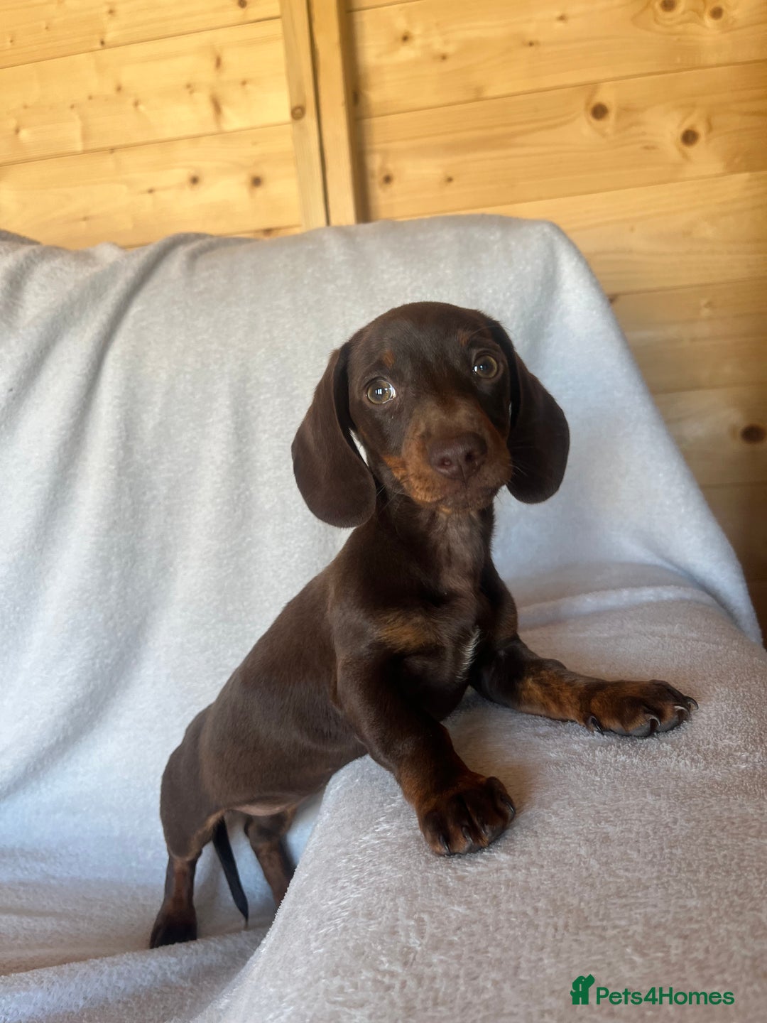 Miniature Dachshund dogs for sale:  Miniature dachshund *1 left  - Image 9