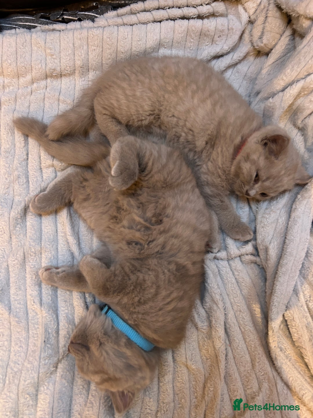 British Shorthair cats for sale: 3 lilac BSH - Advert 9