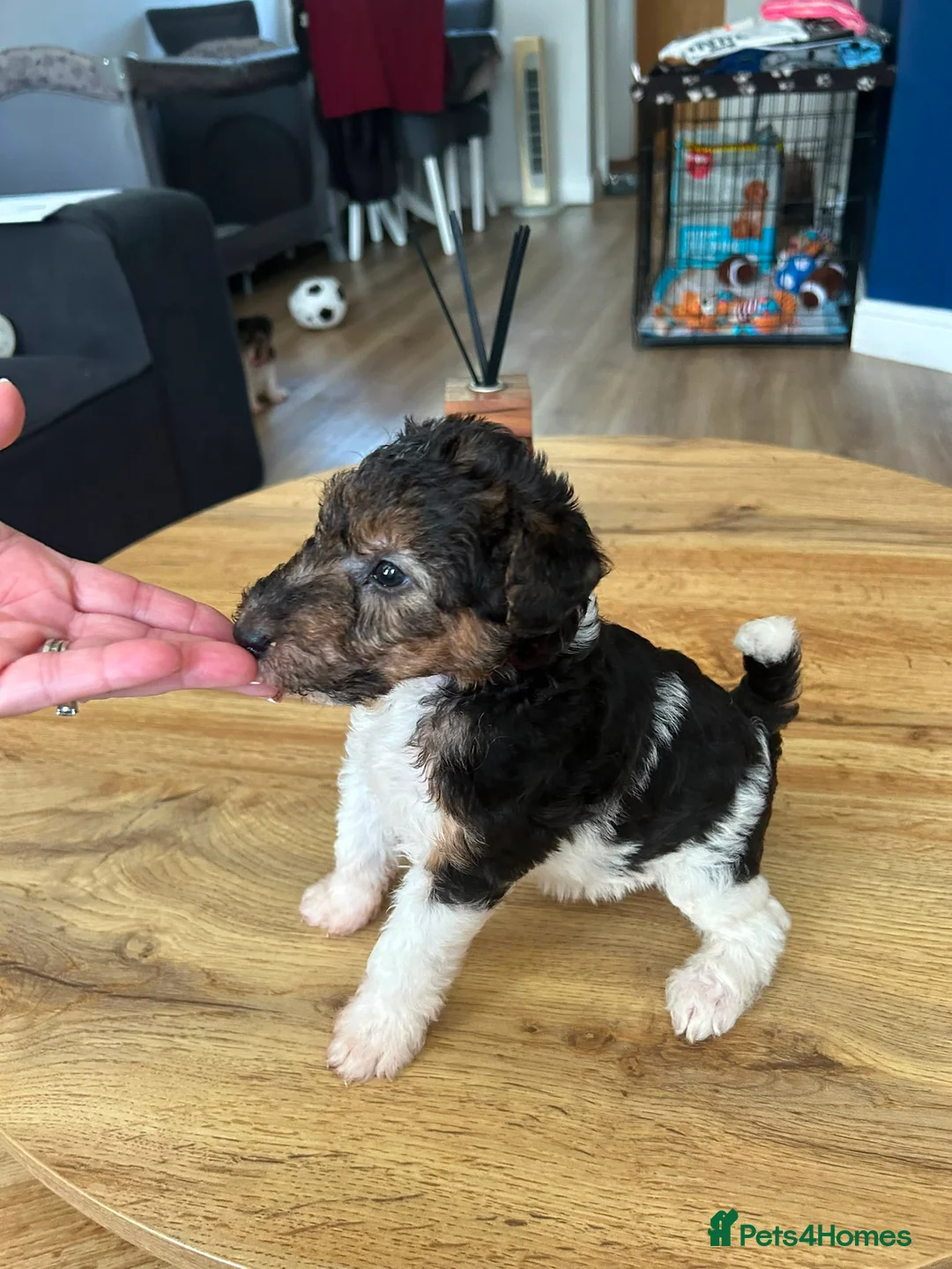 Fox Terrier dogs for sale: Beautiful wire fox terrier  - Advert 2