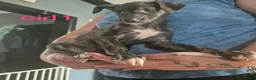 Lurcher dogs for sale: Saluki Whippit Deerhoud greyhounds - Working lines in Newcastle upon Tyne - Advert 2