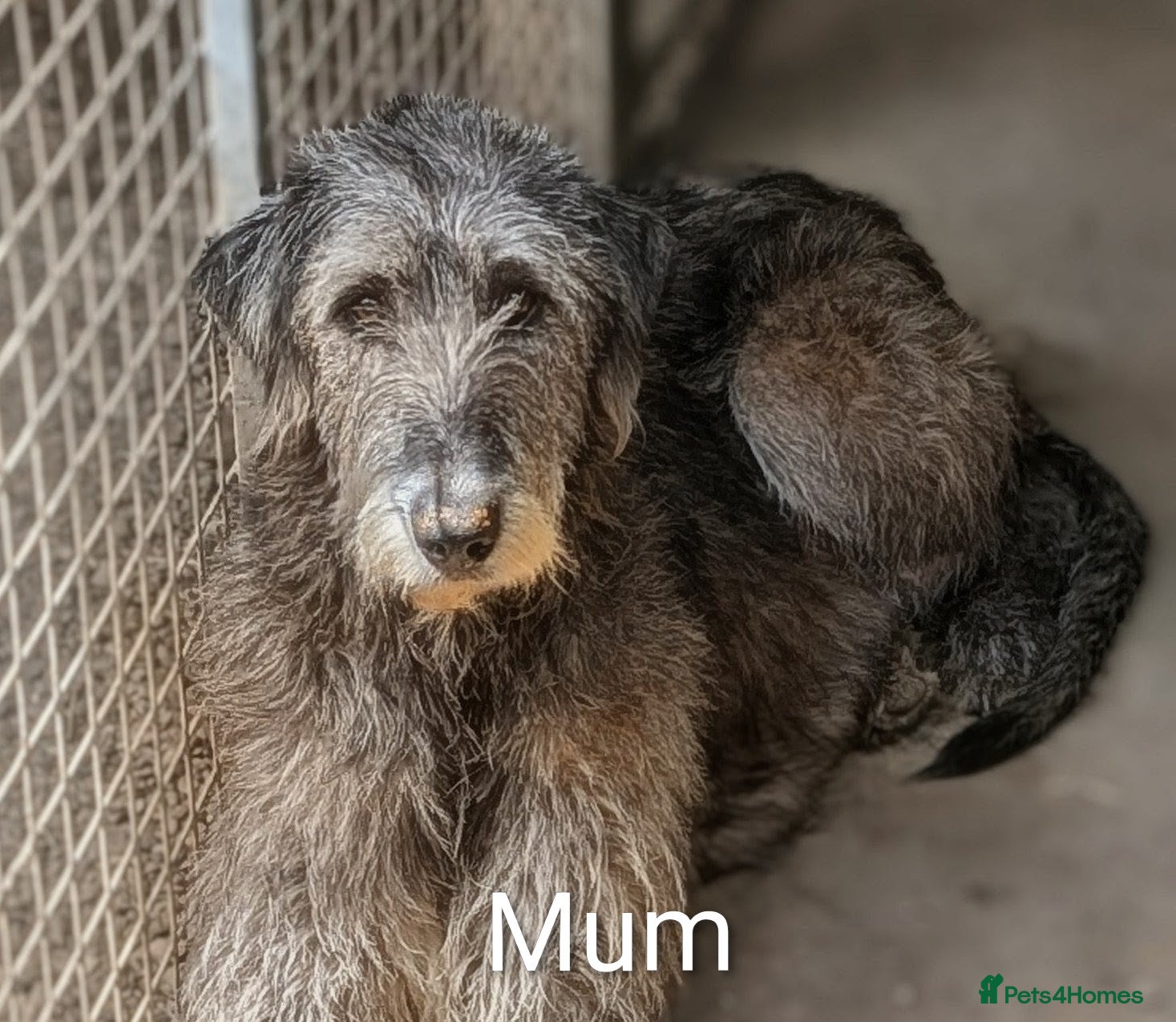 Irish Wolfhound dogs Irish Wolfhound Puppies  - Advert 3