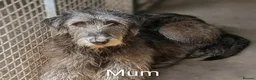 Irish Wolfhound dogs for sale: Irish Wolfhound Puppies  - Advert 1