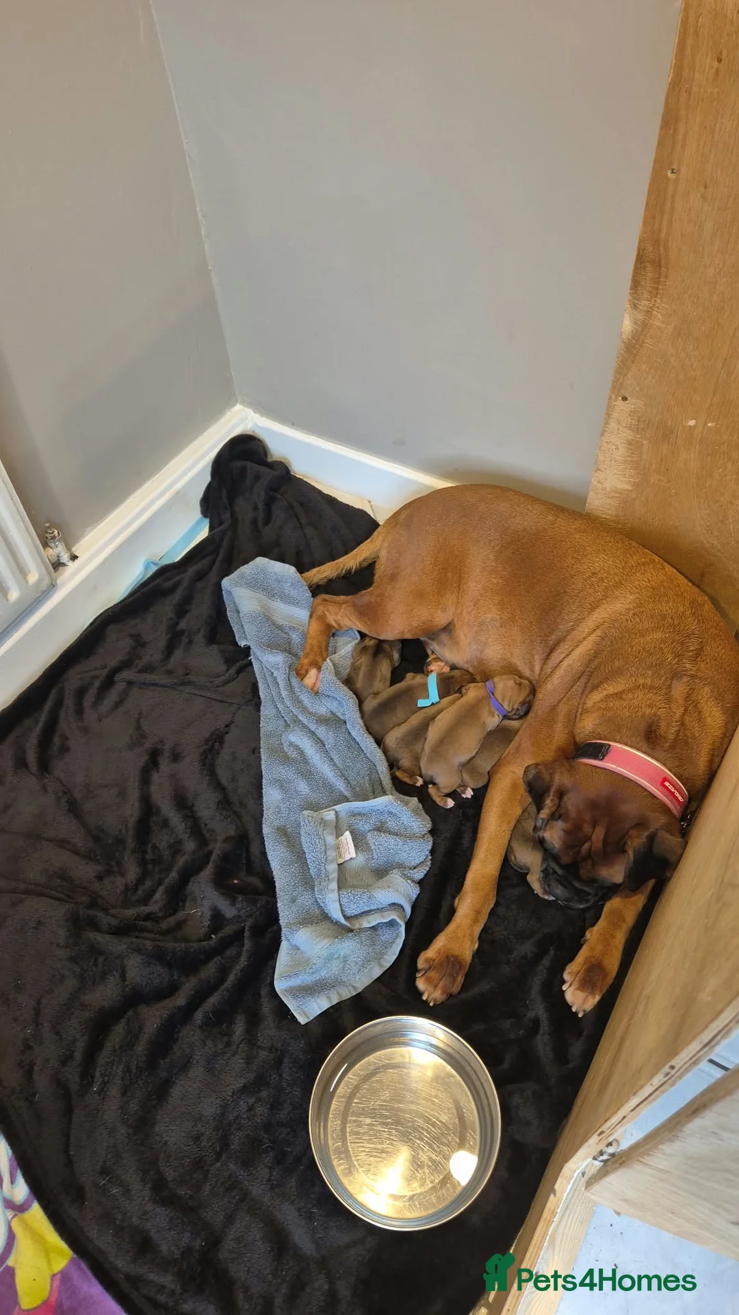 Boxer dogs for sale: 6 Gorgeous Red Boxer puppies for sale in Macclesfield - Advert 5