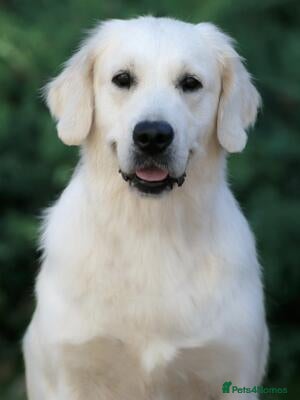 Golden Retriever dogs Extensively Health Tested English Cream Pups - Advert 1