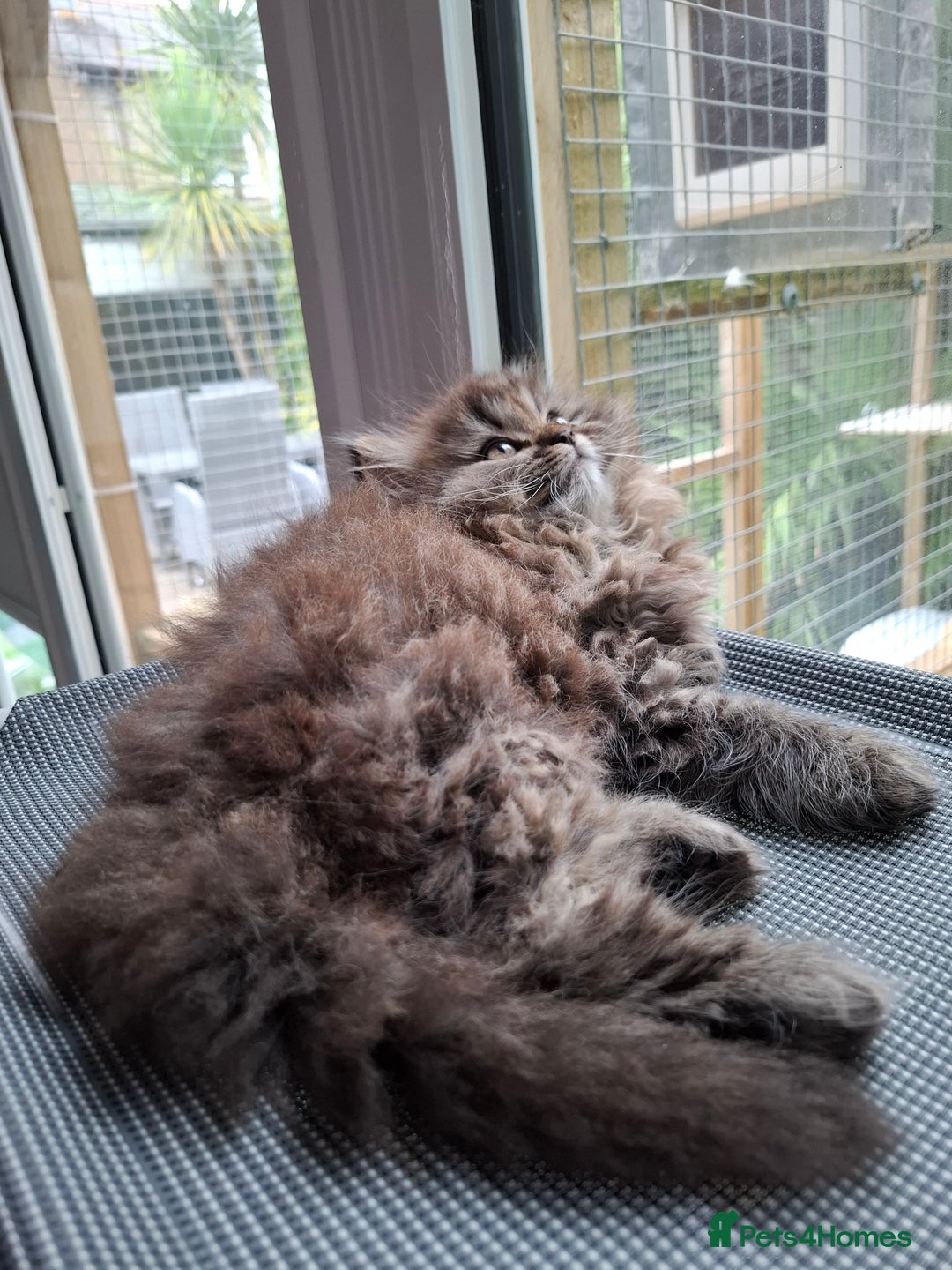 Persian cats for sale: DARK GOLDEN CHINCHILLA PERSIAN KITTEN - Image 8