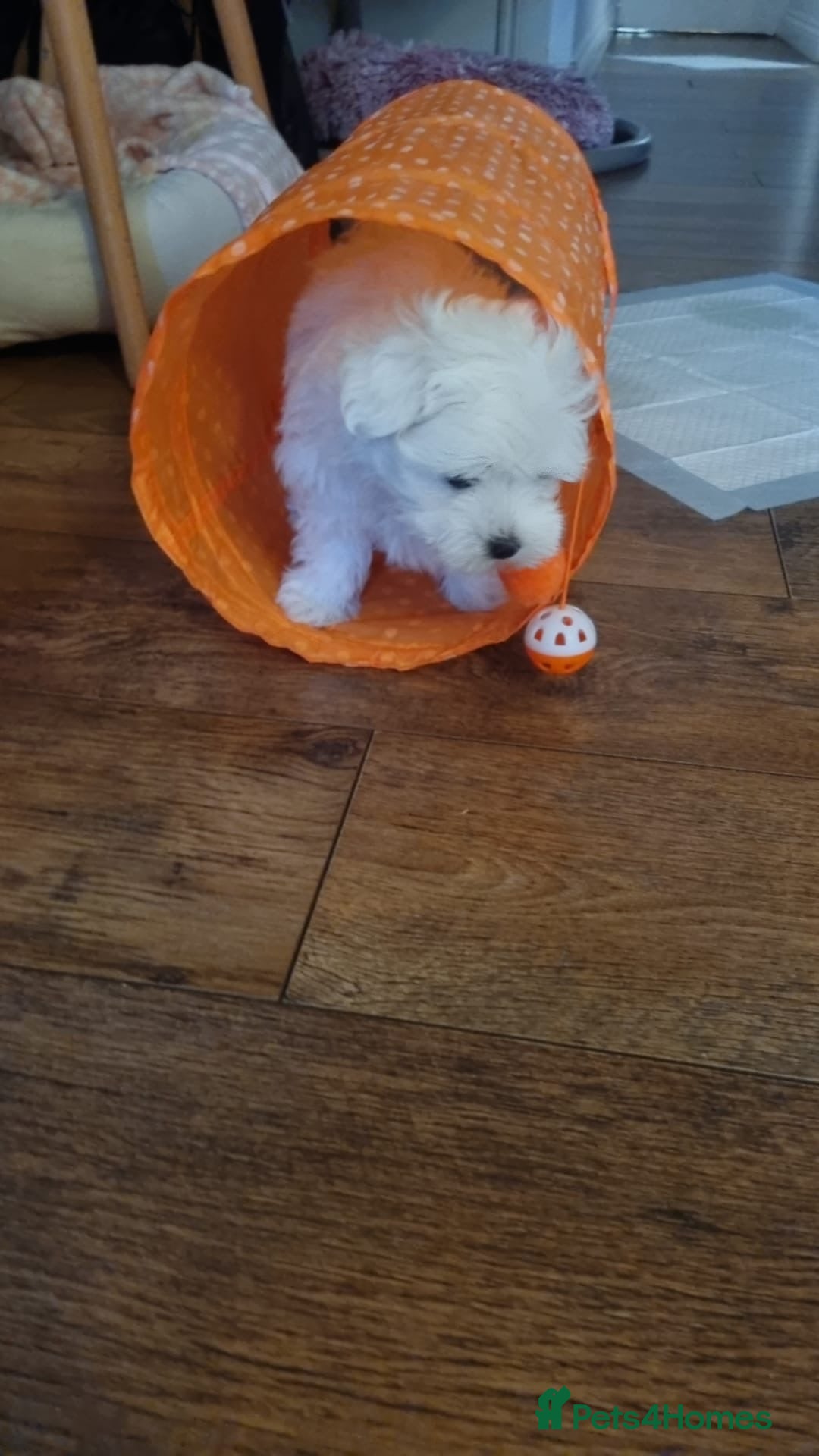 Maltese dogs for sale: Maltese Girl Available  - Advert 1