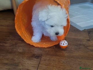 Maltese dogs Maltese Girl Available - Advert 4