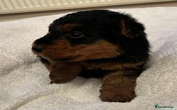 Welsh Terrier dogs for sale: Stunning Health Tested KC Reg Welshie Puppies - Advert 29