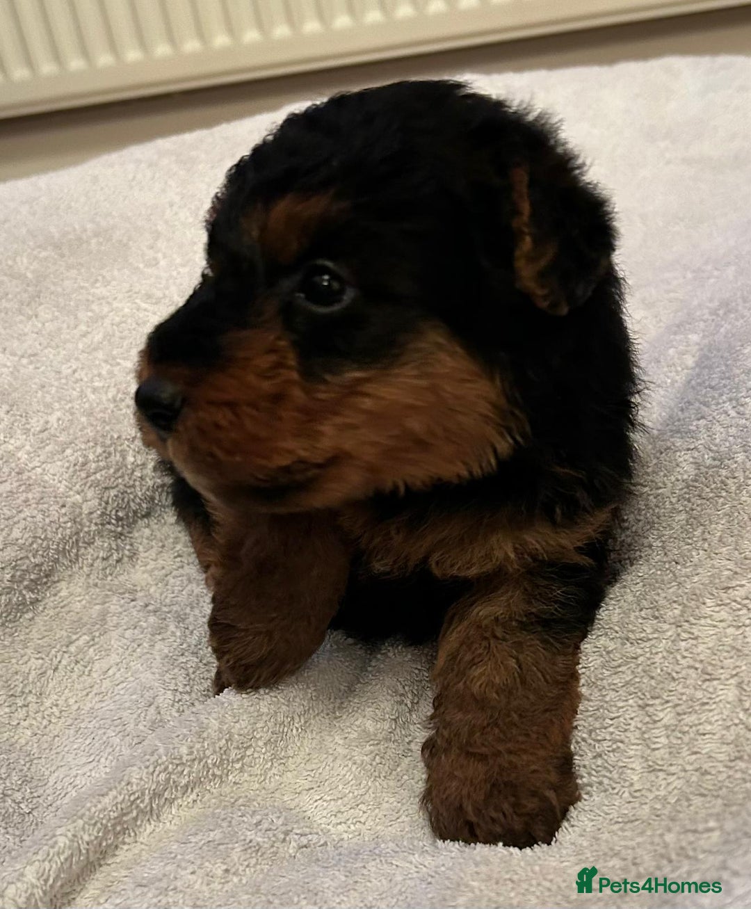 Welsh Terrier dogs for sale: Stunning Health Tested KC Reg Welshie Puppies - Advert 29