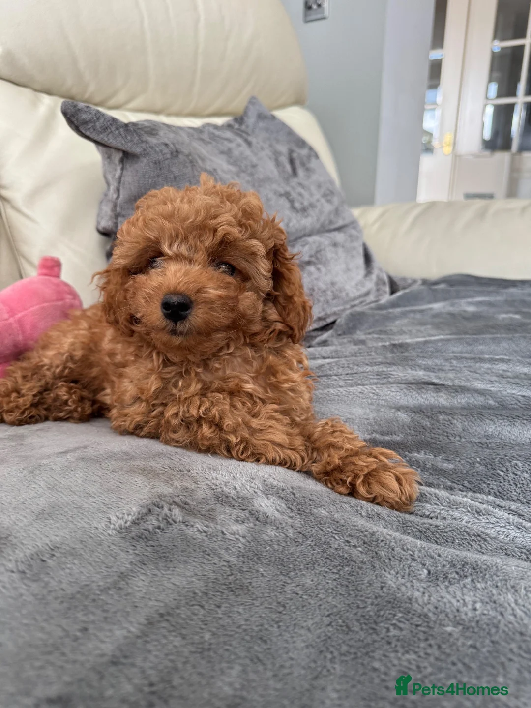 Cavapoo dogs for sale: 2 male Cavapoo puppies - Advert 2
