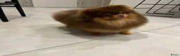 Pomeranian dogs for stud: Exceptional Choco & Tan Teddy Bear Pomeranian Stud - Advert 3