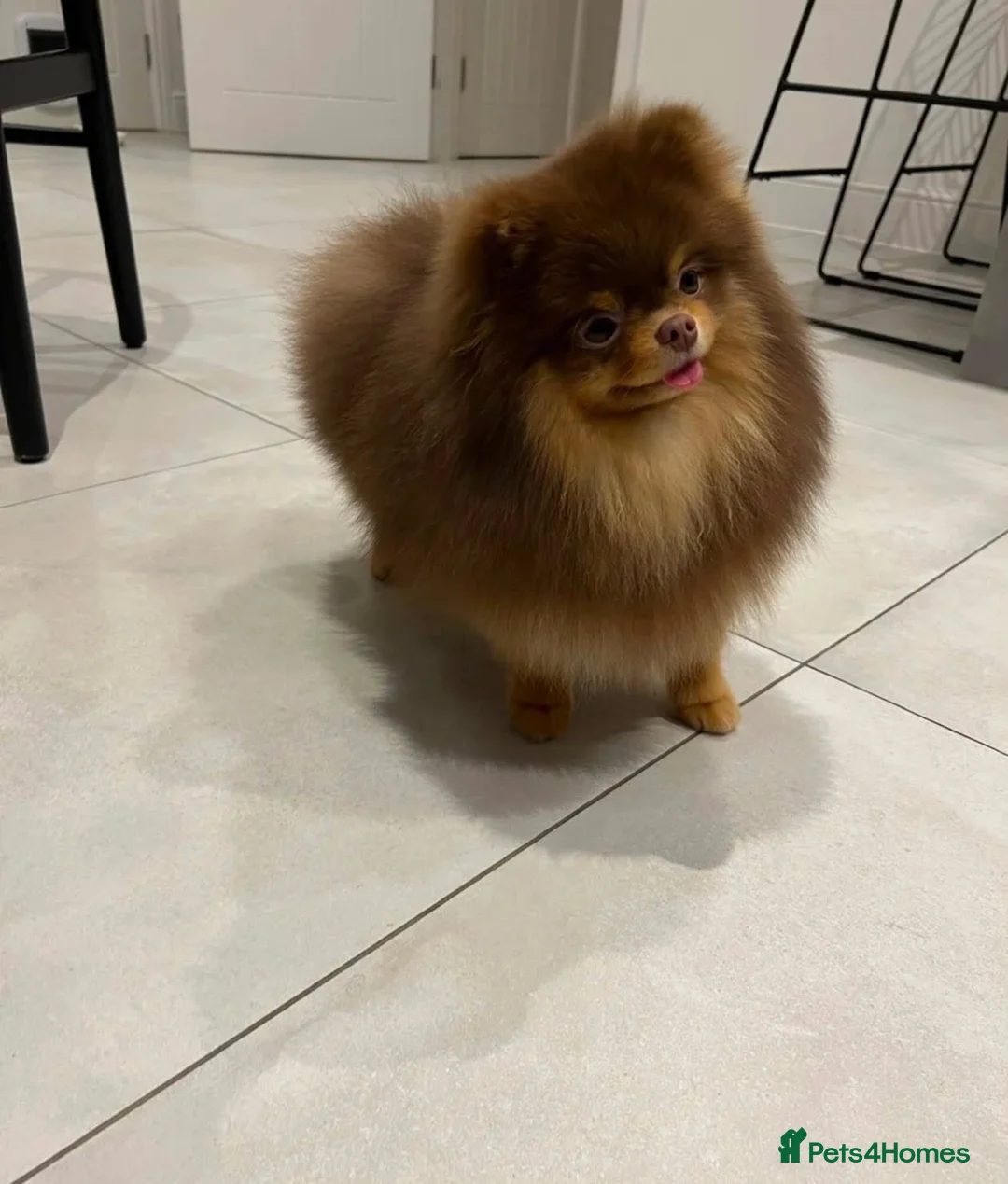 Pomeranian dogs for stud: Exceptional Choco & Tan Teddy Bear Pomeranian Stud - Advert 3