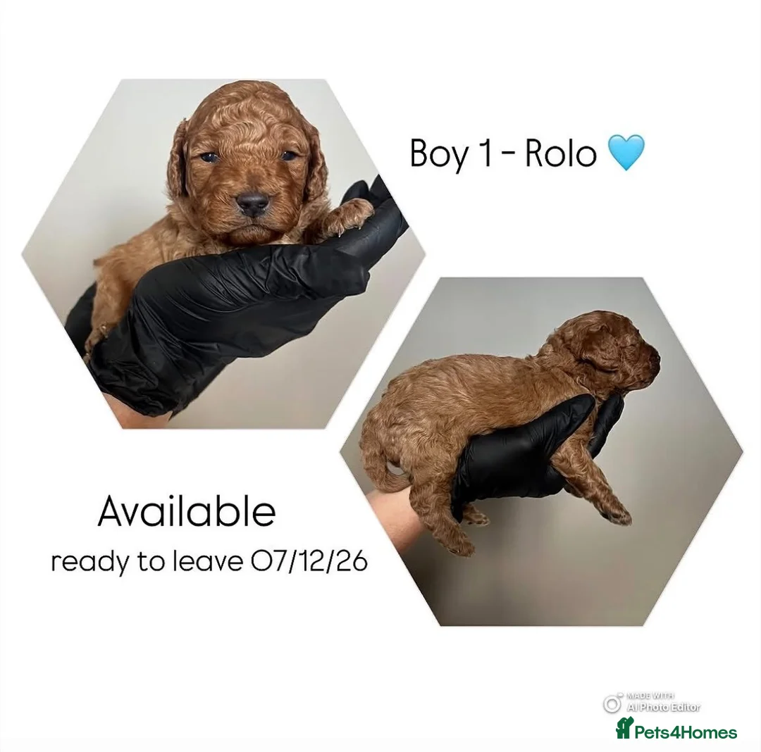 Cavapoo dogs for sale: Cavapoo puppies 🥰 - Advert 2