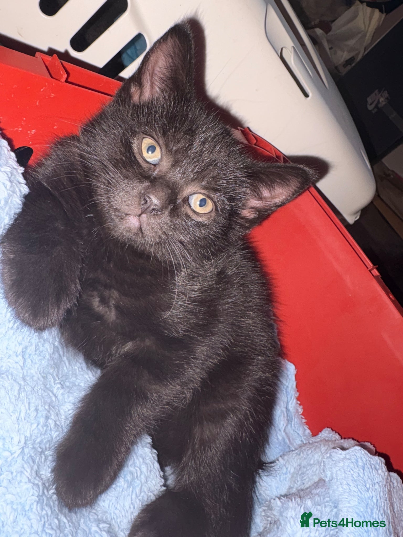 Mixed Breed cats Kittens  - Advert 5