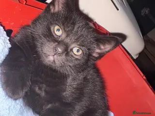 Mixed Breed cats Kittens - Advert 1