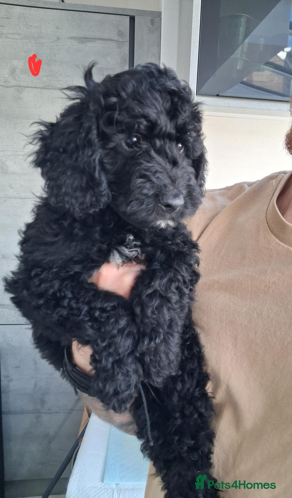 Goldendoodle dogs  Medium Goldendoodle puppies - Advert 2