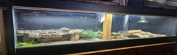 Bearded Dragon reptiles for sale: Bearded dragon and corn snake withbset ups - Advert 4